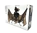 Taxidermy Real Bat Specimens Science Classroom Specimen for Science Education（5.3