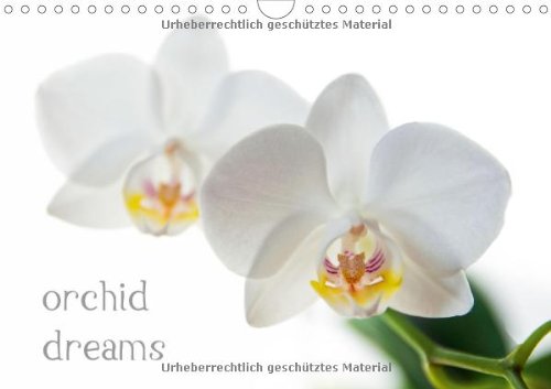 orchid dreams - Author: cmarits hannes
