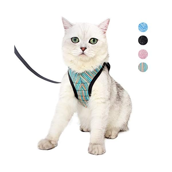 designer kitten collars