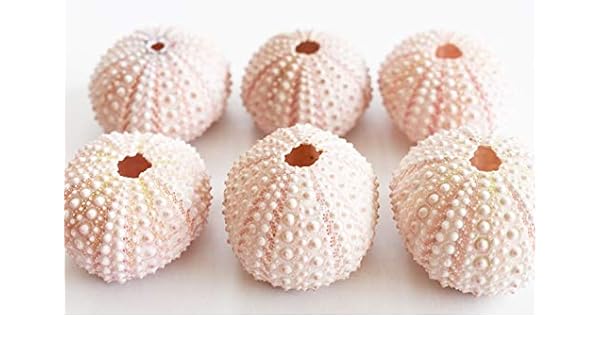Amazon Com Bulk Set Of 48 Pink Sea Urchin Seashells Shells For
