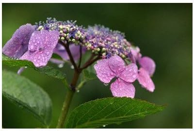 Amazon ポストカード 梅雨時の花 紫陽花 あじさい アジサイ Photo By水橋正英 ハガキはがき絵葉書 ポストカード 絵柄付はがき 文房具 オフィス用品