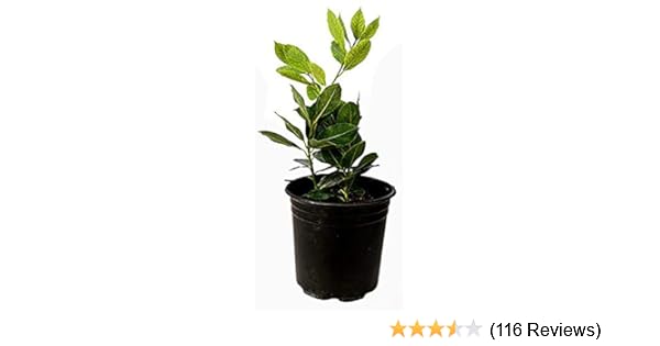 Amazon Com 9greenbox Bay Laurel Plant One Gallon Live Plant