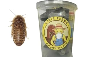 DUBIA FARMS 100 Medium Live Dubia Roaches in Container Live Reptile Food for Bearded Dragons Turtles Lizards Frogs & Toads Feeder Insects