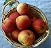 Gala Apples Fresh Produce Fruit, 3 LB Bag