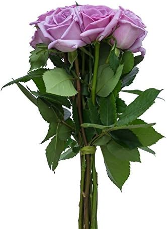 36 Stems - Fresh Cut Blue Curiosa Lavender Rose Bouquet from Flower Explosion