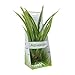 Fluval Acorus Plant for Aquarium, 14.5-Inch