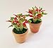 The Best Buy 2 of Dollhouse Miniature Christmas /Poinsettia Tree in Terracotta Pot 1:12 Scale
