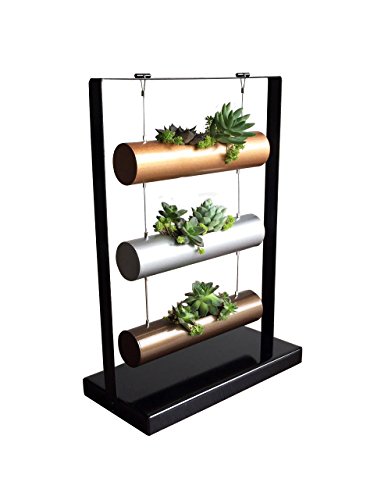 How to Grow an Easy Succulent Garden | 31Daily.com