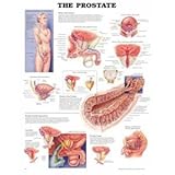 The Prostate Anatomical Chart, Anatomical Chart Company Staff, 1587791900