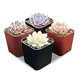 Rosette Succulents, 4 Assorted Rooted Mini Succulents in 2" Planter Pots with Soil, Real Live Succulents Bonsai for Indoor Home Office Cactus Decor, Terrariums, Wedding Favor