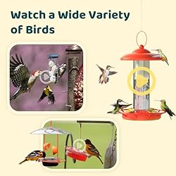 NETVUE Birdfy - Upgraded Samrt Bird Feeder Camera