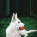 SCIROKKO 12 Pack Dog Squeaky Tennis Balls for Pet Playing Fetching, Orange Attractive Toys - 2.5 inches
