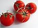Fourth of July Tomato 4 Plants - Ripens in 44 days!