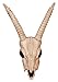 Crazy Bonez - Gazelle Skull