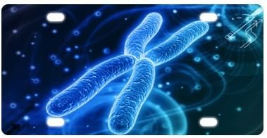 DNA License Plate with Beautiful Design-12" X 6" inches