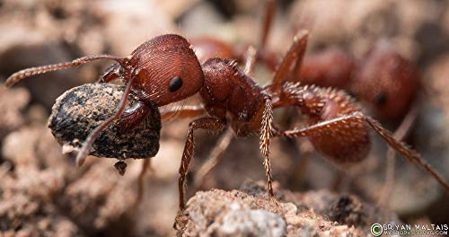 Live Ant resupply for ant farms and food for lizards - Thumbnail 2