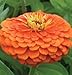 David's Garden Seeds Flower Zinnia Benary's Giant Orange D1365 (Orange) 50 Open Pollinated Seeds