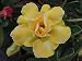 Adenium Obesum Desert Roses Rare www YELLOW-KING-PARFUM-us