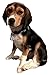 Nylon Puppy Adjustbale Collars Designer for Medium Small Dogs with ID Tag 12