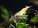 Aquatic Arts 5 Live Amano Shrimp (Caridina multidentata, aka Yamato Shrimp) - 1/2 to 1 1/2 inch Long Adult! Better Than Ghost Shrimp! Best Algae Eating Shrimp in The World