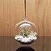 WGV Hanging Terrarium Globe, Width 4