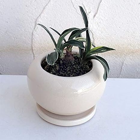 Amazon Co Jp ギフトに 万年青 おもと 剣舞 けんまい 陶器鉢植え デュラン白s 皿付き 鉢直径12cm ホーム キッチン