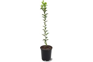 GENERIC Fuji Apple Tree, Large Sweet Apples, Late-Season, Deciduous, Long Refrigerated Life, 1 gal Nursery Pot, 2-3 ft. Tree Height (Due to Agricultural Laws, we Cannot Ship to CA, AZ, AK, or HI)