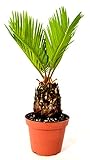Japanese Sago Palm - GREAT GIFT EASY TO GROW - 4