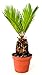 Japanese Sago Palm - GREAT GIFT EASY TO GROW - 4
