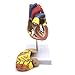 XINDAM 1: 1 Human Heart Model, Anatomically Accurate Heart Model Life Size Human Skeleton Anatomy for Science Classroom Study Display Teaching Medical Model