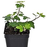 Miniature Fairy Garden Hedera helix, Duck Foot, English Ivy