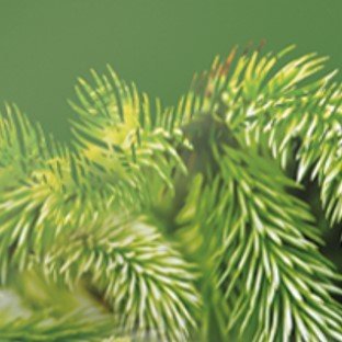 Air Wick Holiday Scented Oil Kit (2 Warmers + 5 Refills), Woodland Pine, Air Freshener - //coolthings.us