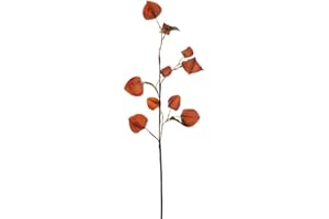 Vickerman 717608-30.5" Orange Dried Lantern Spray 2/Bag (FM220633) Home Office Picks and Sprays