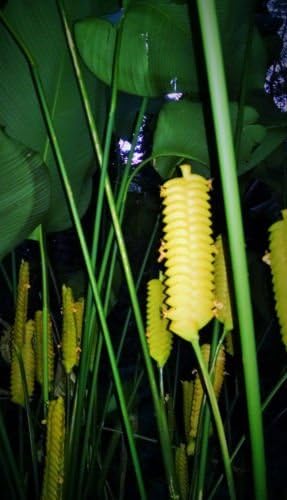 Rare LIVE Rattlesnake Plant Rhizome Calathea crotalifera tropical flower ginger