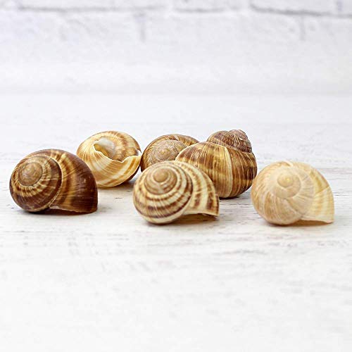 Royal Command Extra Large Empty Snail Shells 24 count, Premium Quality Escargot Shells