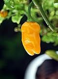 Datil Pepper 4 Plants - Very Hot. Distinctive Taste