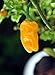 Datil Pepper 4 Plants - Very Hot. Distinctive Taste