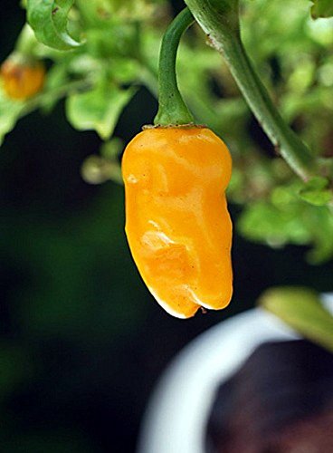 Datil Pepper 4 Plants - Very Hot. Distinctive Taste