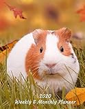 2020 Weekly & Monthly Planner: Guinea Pig Large Organizer Diary with Goal Setting and Gratitude Sect by Jean Farrow