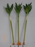 3 Stalk of Lotus Flower Lucky Bamboo