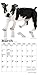 Boston Terrier Puppies 2020 7 x 7 Inch Monthly Mini Wall Calendar, Animals Dog Breeds Terrier Puppies