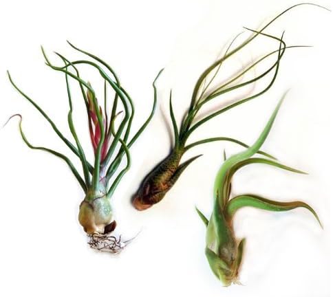 Glass Home Gardens - Air Plant Tillandsia Bulb Variety - Bulbosa, Butzii and Caput Medusae by Glass Home Gardens