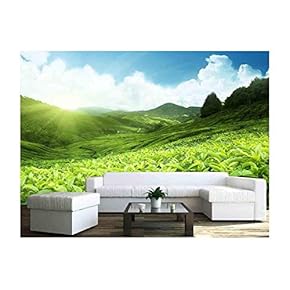 Tea Plantation Cameron Highlands, Malaysia - Removable Wall Mural | Self-Adhesive Large Wallpaper - 66x96 inches