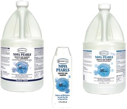 overweight collie dog