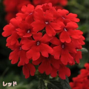 Amazon バーベナ エンデュラスケープ レッド 9cmポット苗 宿根草 広がる 鉢花 寄せ植えに 花