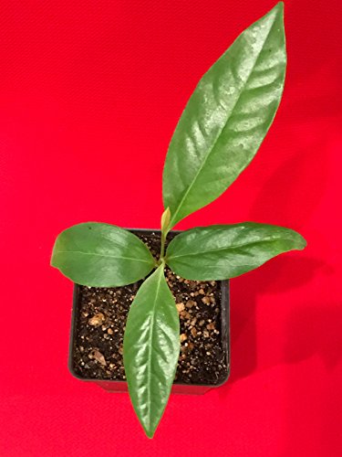 LovelyGarden Black Sapote Diospyros Nigra Chocolate Pudding Seedling Plant Tropic Fruit Tree