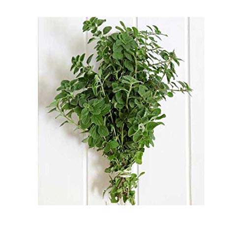 Fresh Herbs Oregano 2 bunches
