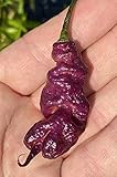 Pink Tiger x Carolina Reaper Hybrid Premium Seeds