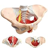 Benilev Female Pelvis Model with Pelvic Floor