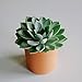 Zayla's Houseplants Cylinder Terracotta Pot - Minimal - Drainage Hole - Windowsill Size